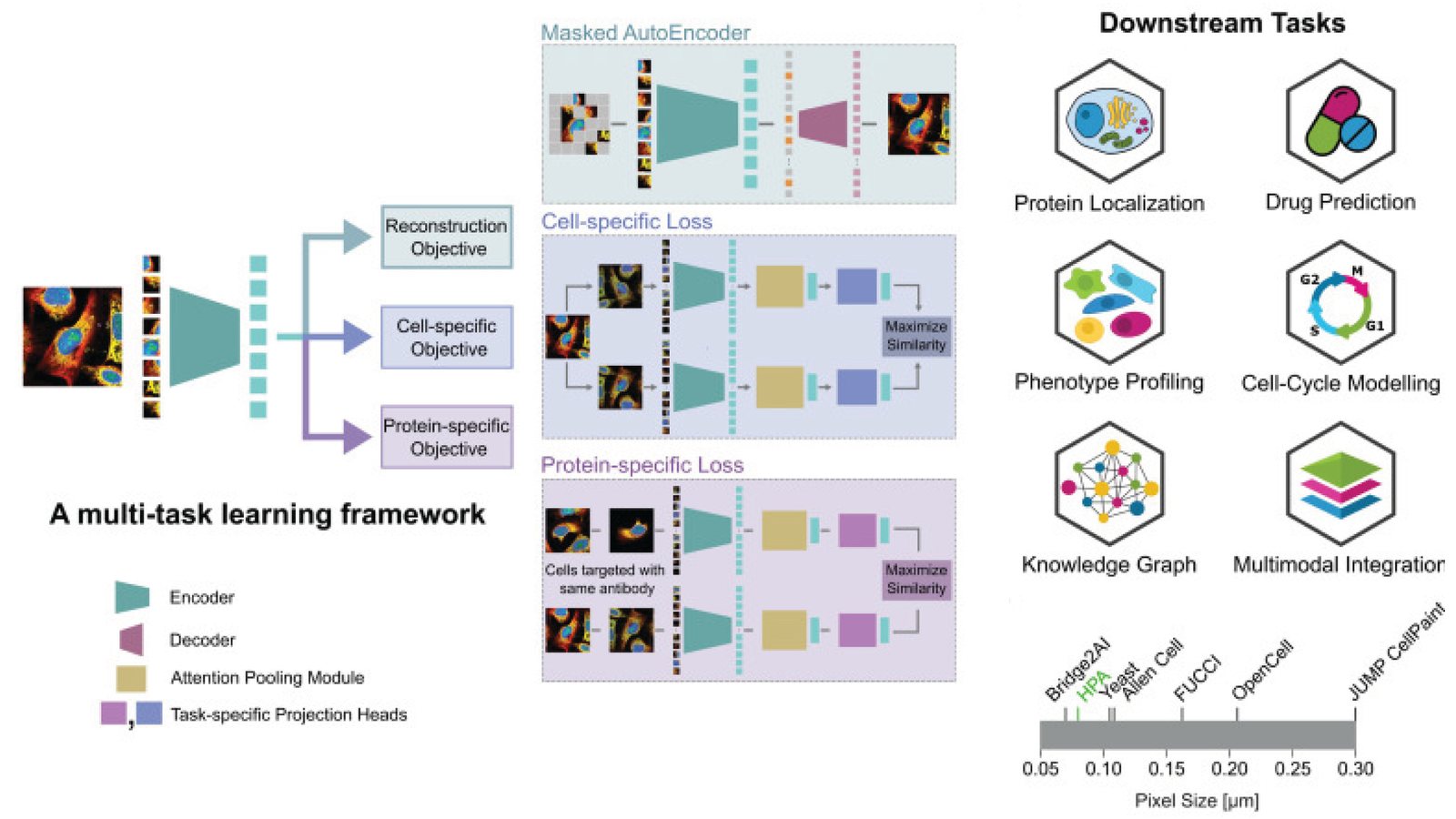 Diagram of SubCell, a multi-task learning framework that encodes fluorescence images of cells, and the tasks it supports, from protein localisation and phenotype profiling to cell-cycle modelling and multimodal integration.