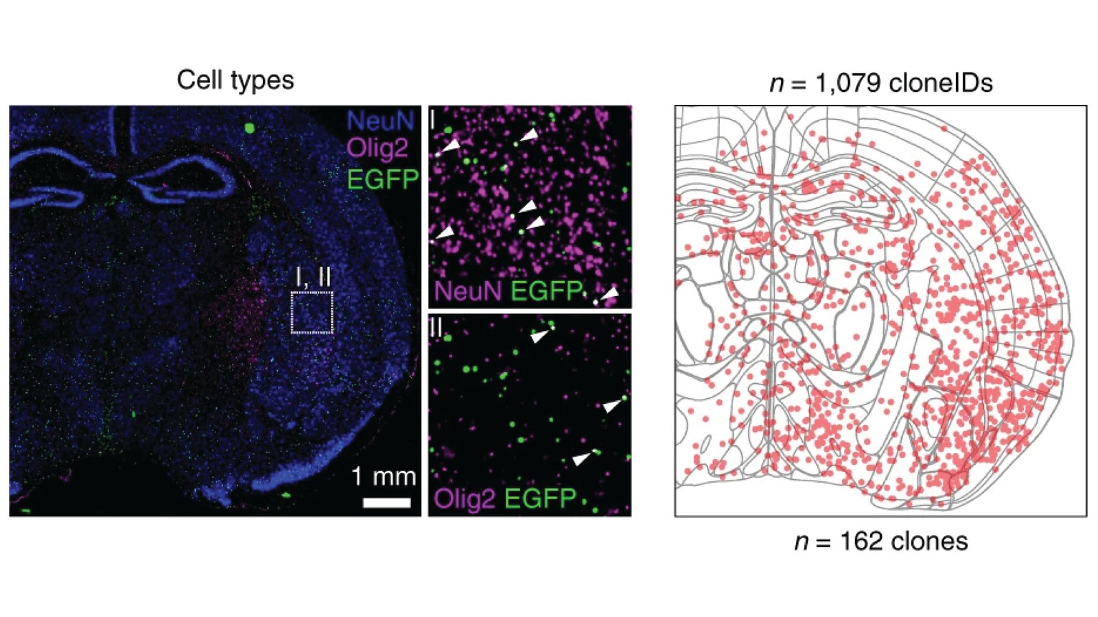 A mouse brain section stained for neurons, oligodendrocyte-lineage cells and barcoded cells, beside an atlas outline marking where 1,079 barcodes from 162 clones were read out in the tissue.
