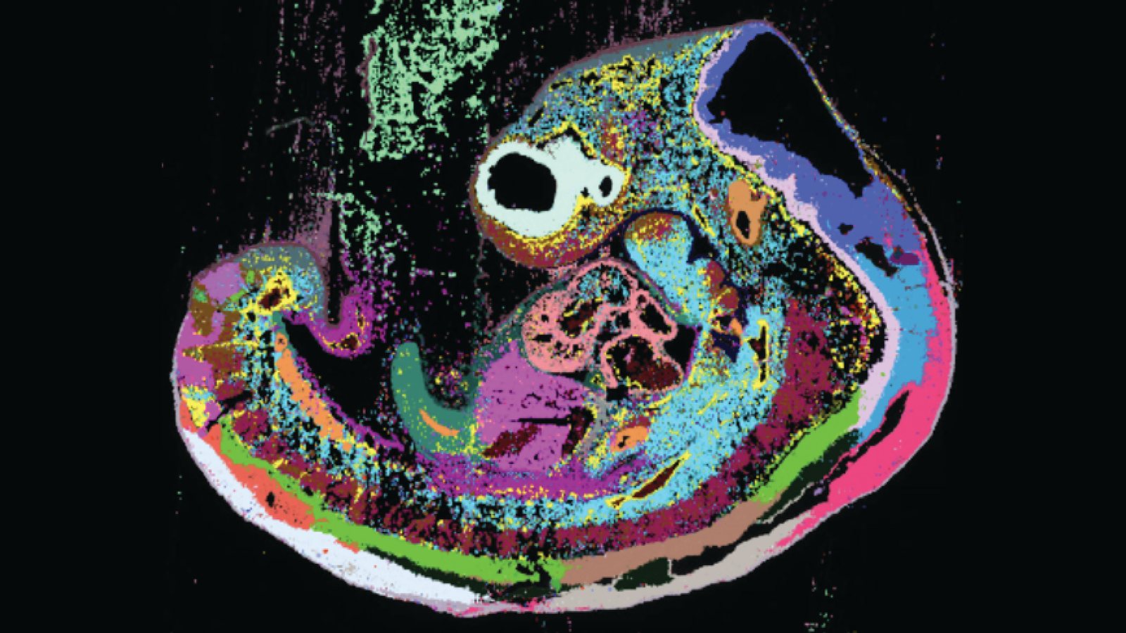 An embryo section on black, coloured by spatially mapped gene-expression clusters that outline its developing tissues.
