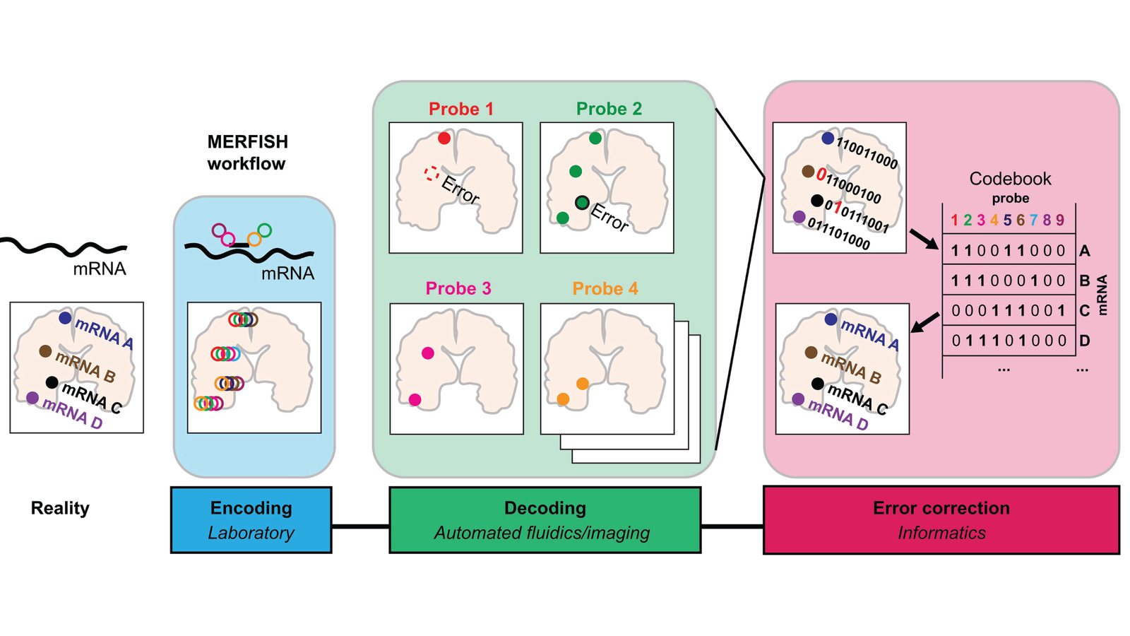 Diagram of the MERFISH workflow: transcripts are encoded with probes in the laboratory, read out over successive imaging rounds, and error-corrected by matching each spot's binary barcode against a codebook.