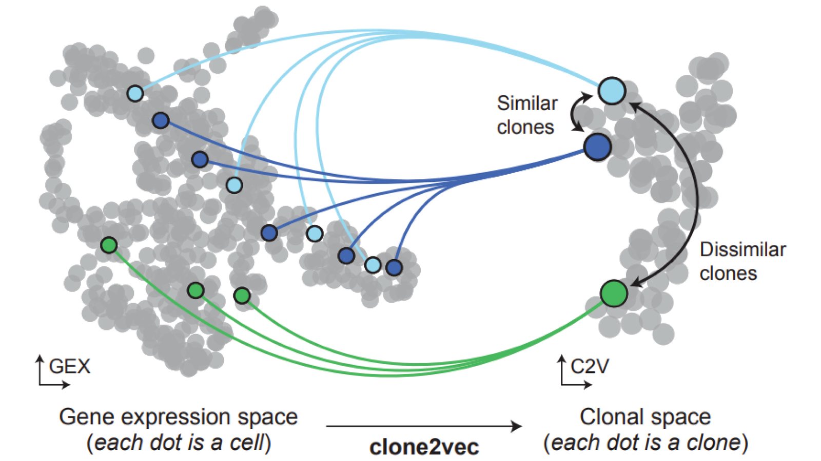 Diagram of clone2vec: cells of the same clone, scattered across gene-expression space, are mapped to single points in a clonal space where similar clones sit close together and dissimilar ones far apart.