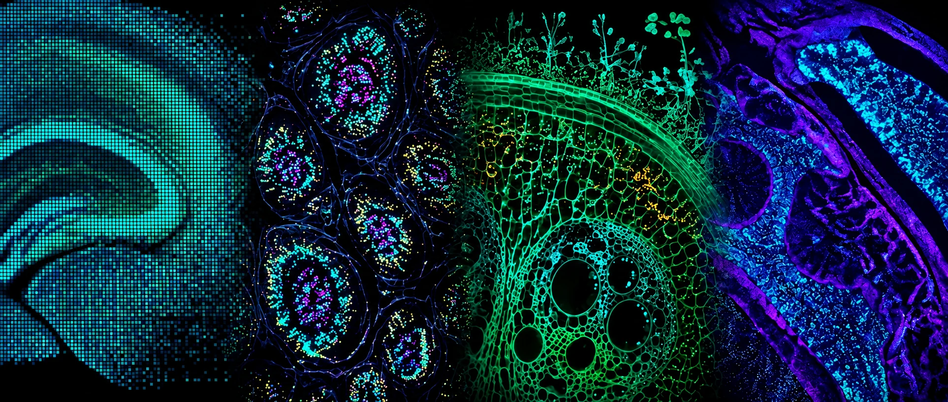 Four fluorescence microscopy panels: a pixelated map of gene expression across brain tissue, transcripts detected in situ as coloured dots within cell nuclei, a plant stem cross-section, and a densely labelled tissue section.