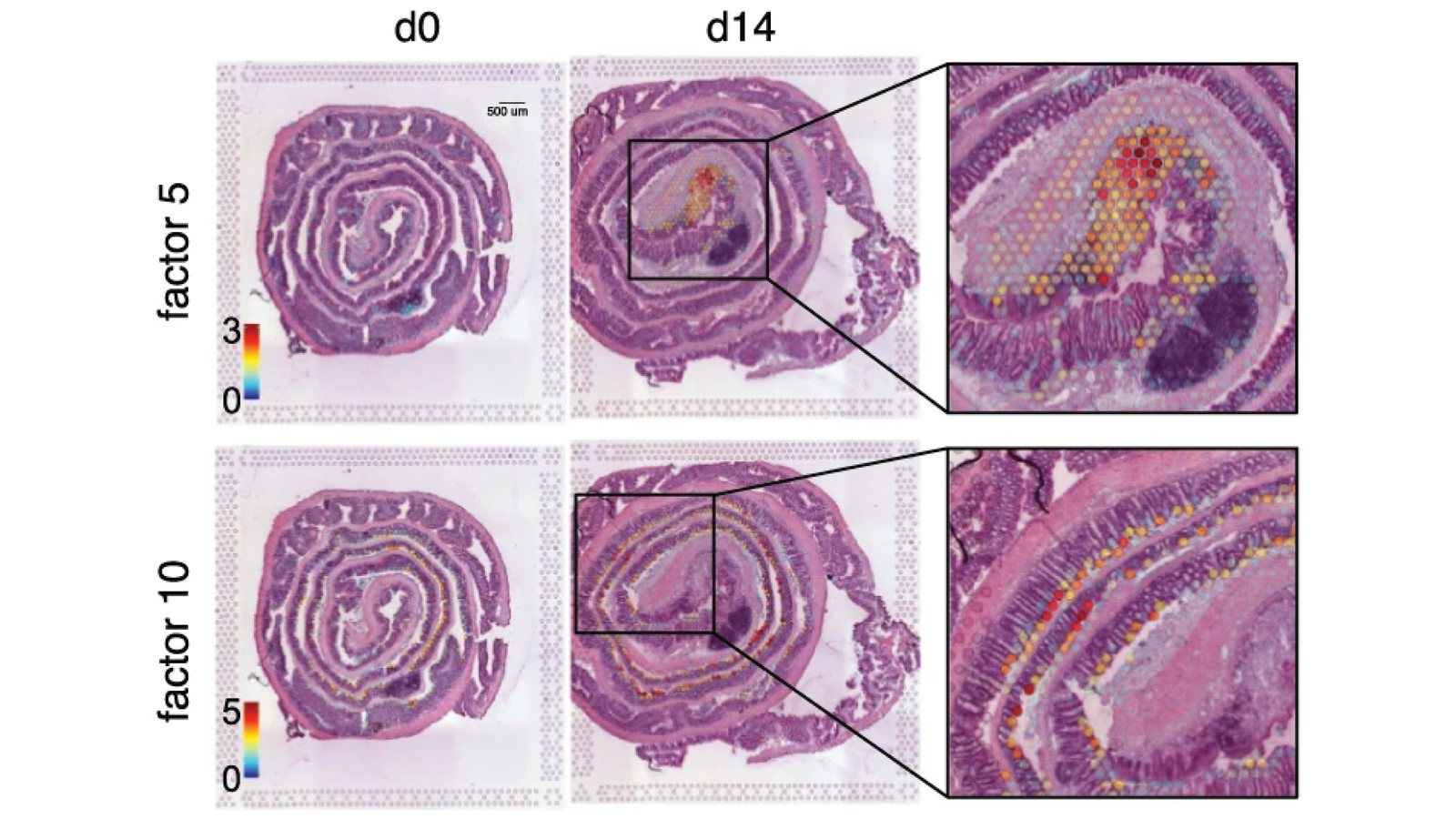 Rolled mouse colon sections at day 0 and day 14 of repair, with two spatial gene-expression programmes overlaid and enlarged to show where healing is under way.