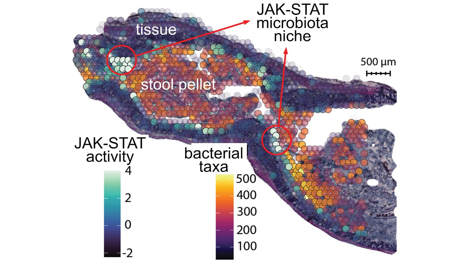 A gut section profiled by spatial metatranscriptomics, coloured by the number of bacterial taxa and by host JAK-STAT activity, with circles marking JAK-STAT microbiota niches where tissue meets the stool pellet.
