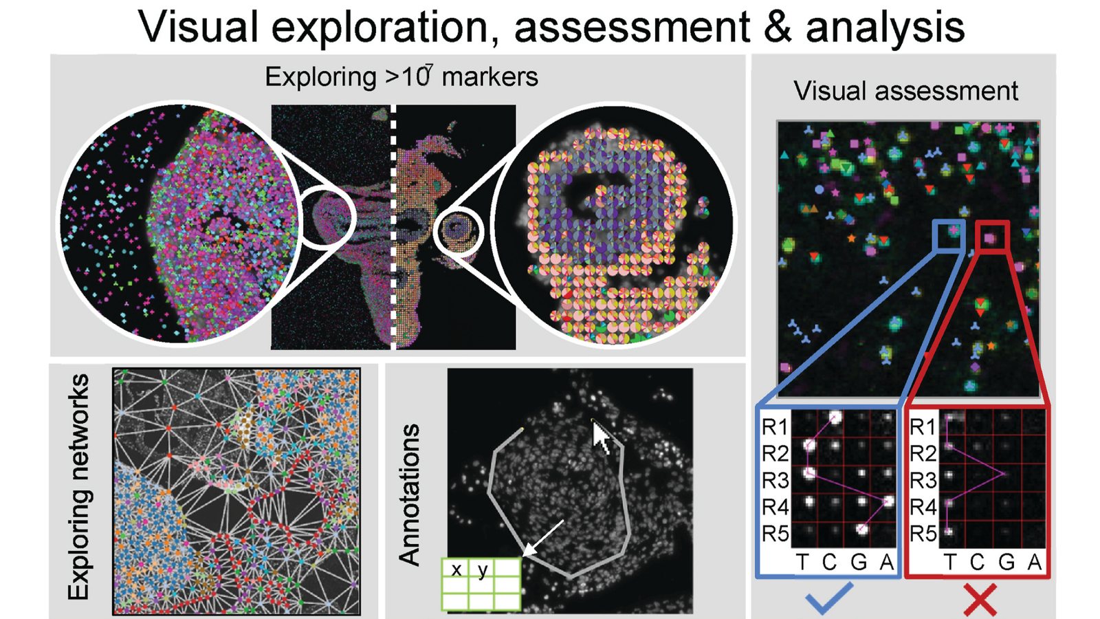 TissUUmaps views: exploring more than ten million markers across a tissue section, exploring networks of neighbouring cells, drawing annotations, and visually assessing decoded in situ sequencing signals.