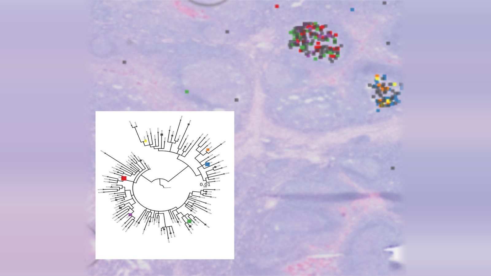 Spatial VDJ on a tissue section: coloured squares mark B cell clones in two clusters, and an inset lineage tree shows how their receptor sequences are related.