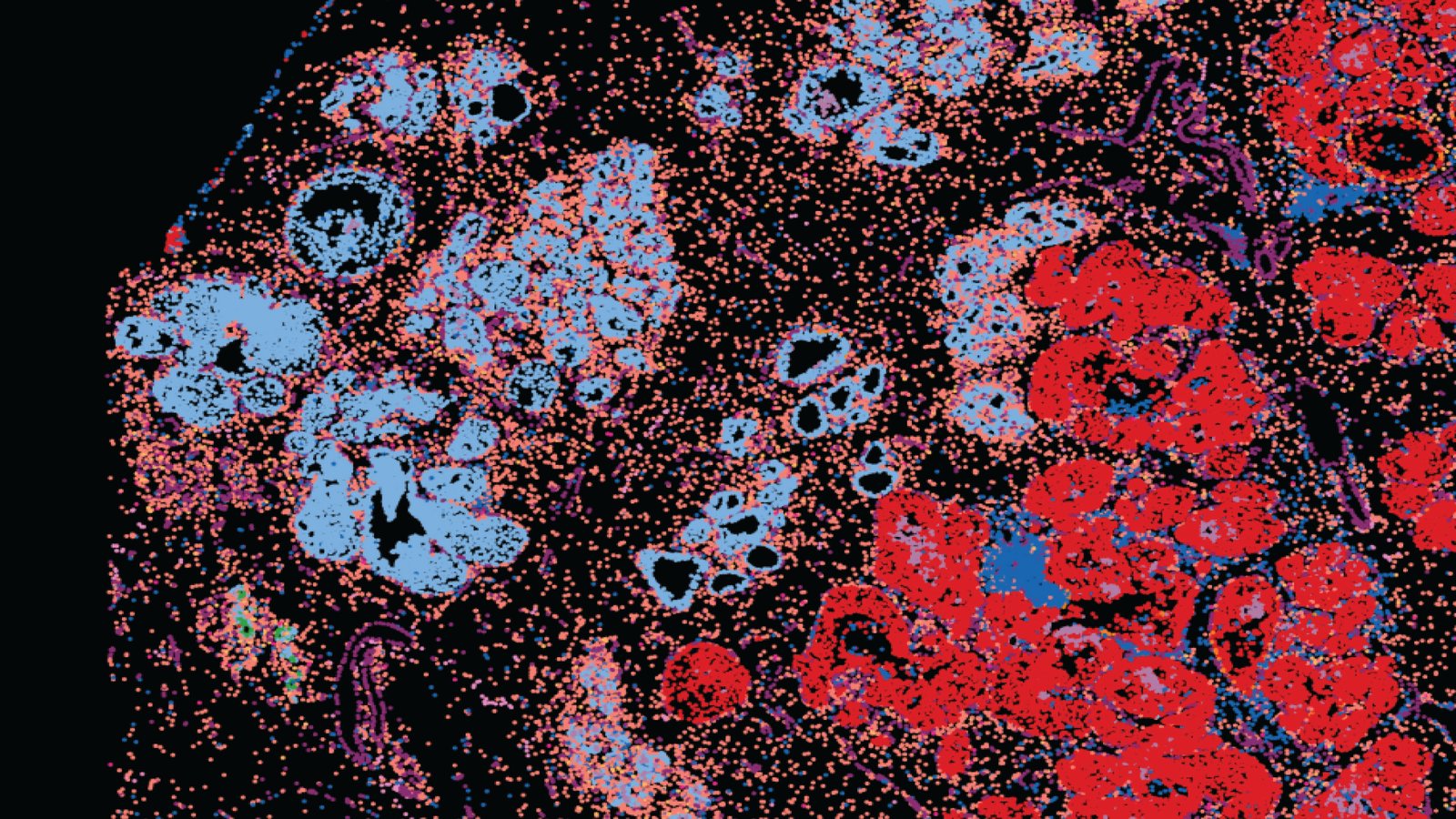 In situ sequencing of a tissue section on black: coloured spots mark individual transcripts, which gather into distinct groups of cells.