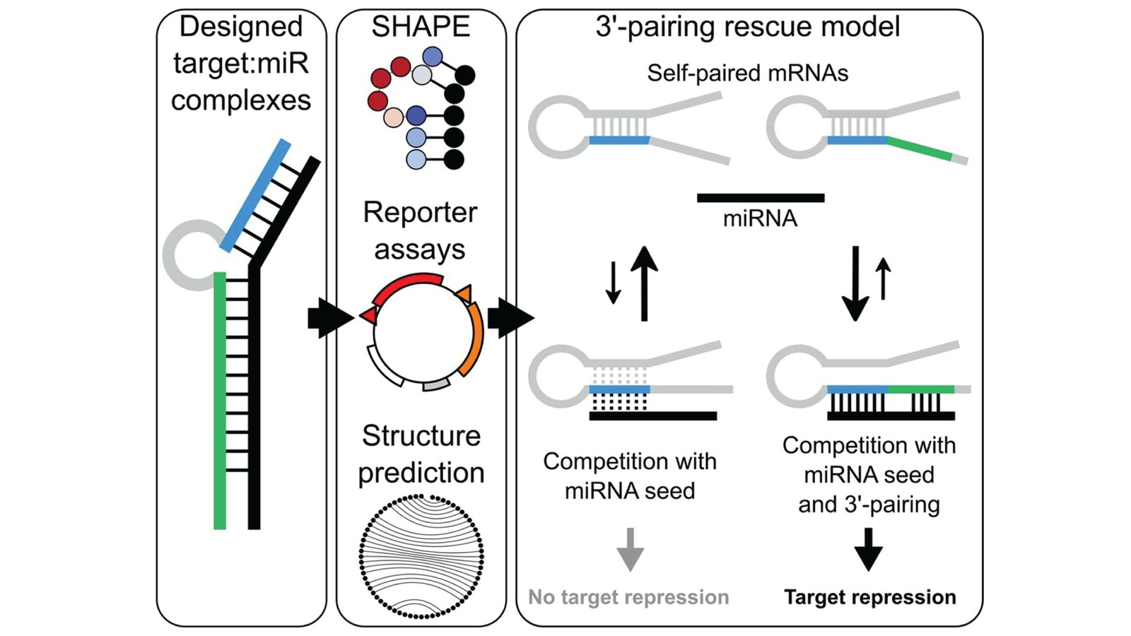 Diagram of the 3'-pairing rescue model: designed target and microRNA complexes are tested by SHAPE structure probing, reporter assays and structure prediction, showing how pairing beyond the seed lets a microRNA repress a target whose binding site is folded up.