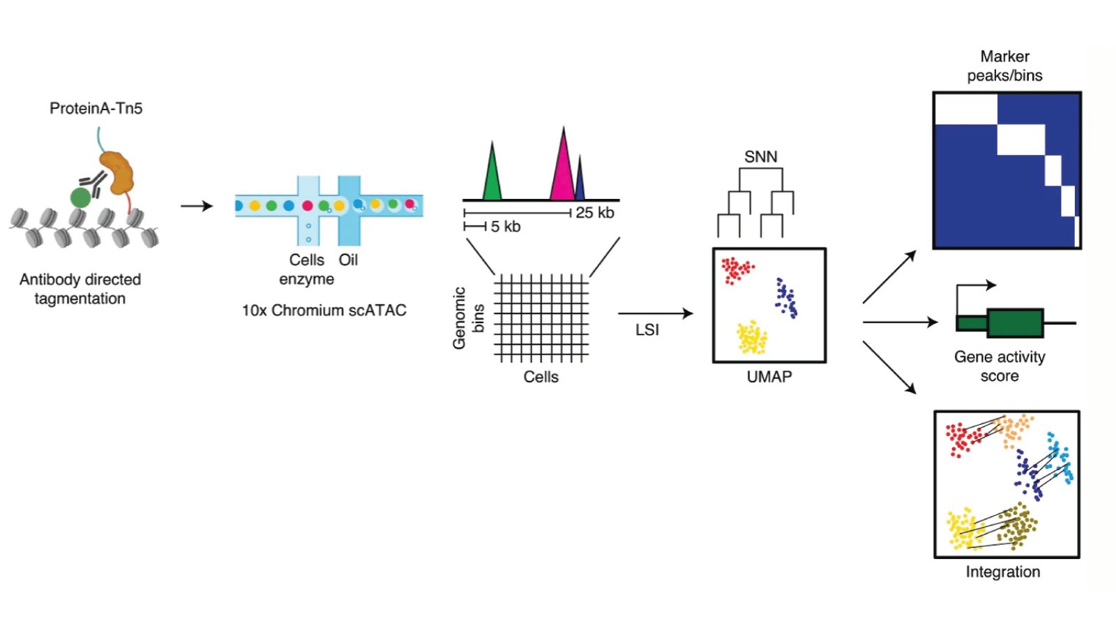 Single-cell CUT&Tag workflow: antibody-directed tagmentation with protein A-Tn5, single-cell partitioning on the 10x Chromium, then clustering of cells by their chromatin profiles into marker regions, gene activity scores and integration with other data.