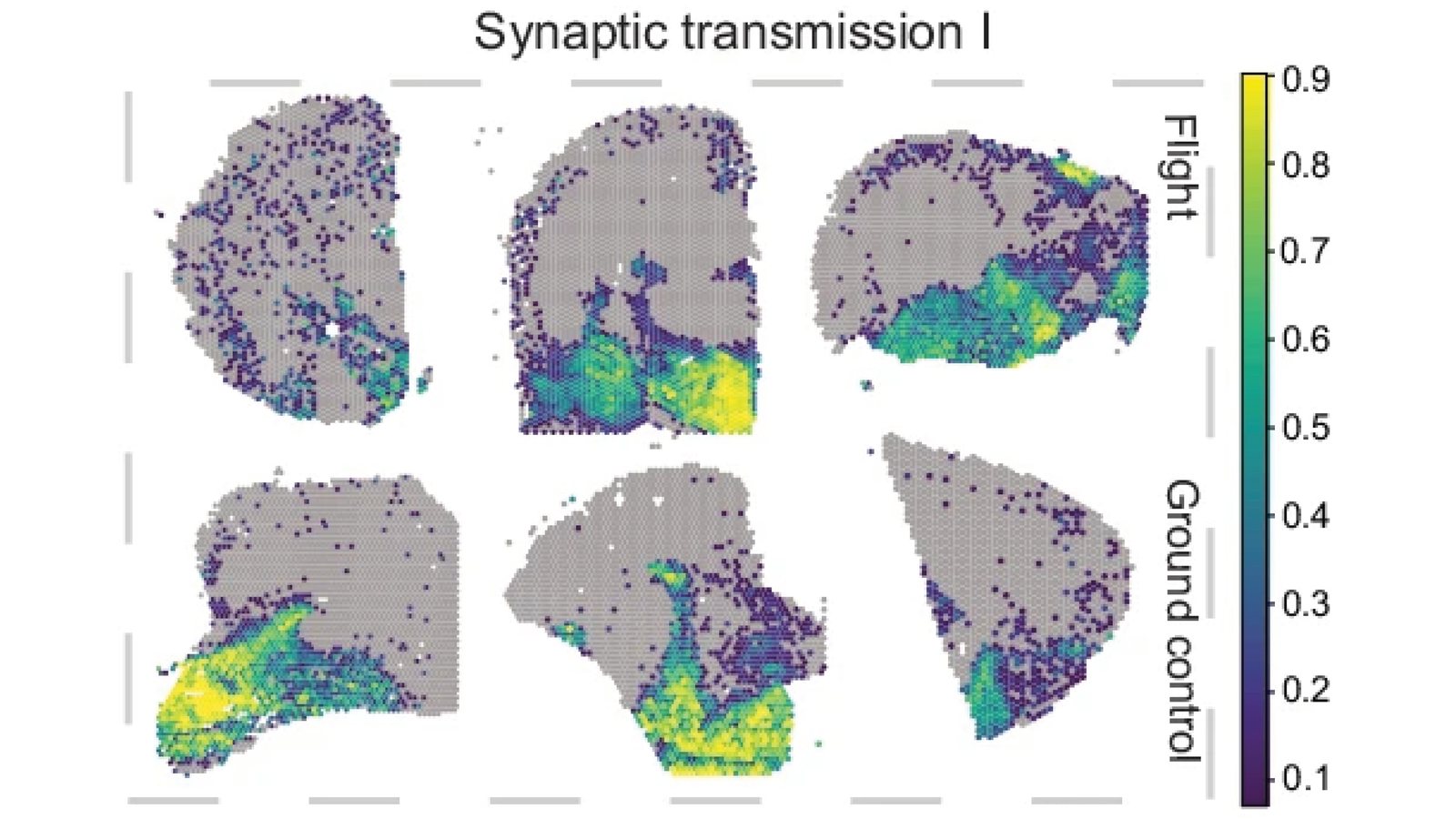 Mouse brain sections from spaceflight and ground-control animals, coloured by the spatial activity of a synaptic transmission gene programme.