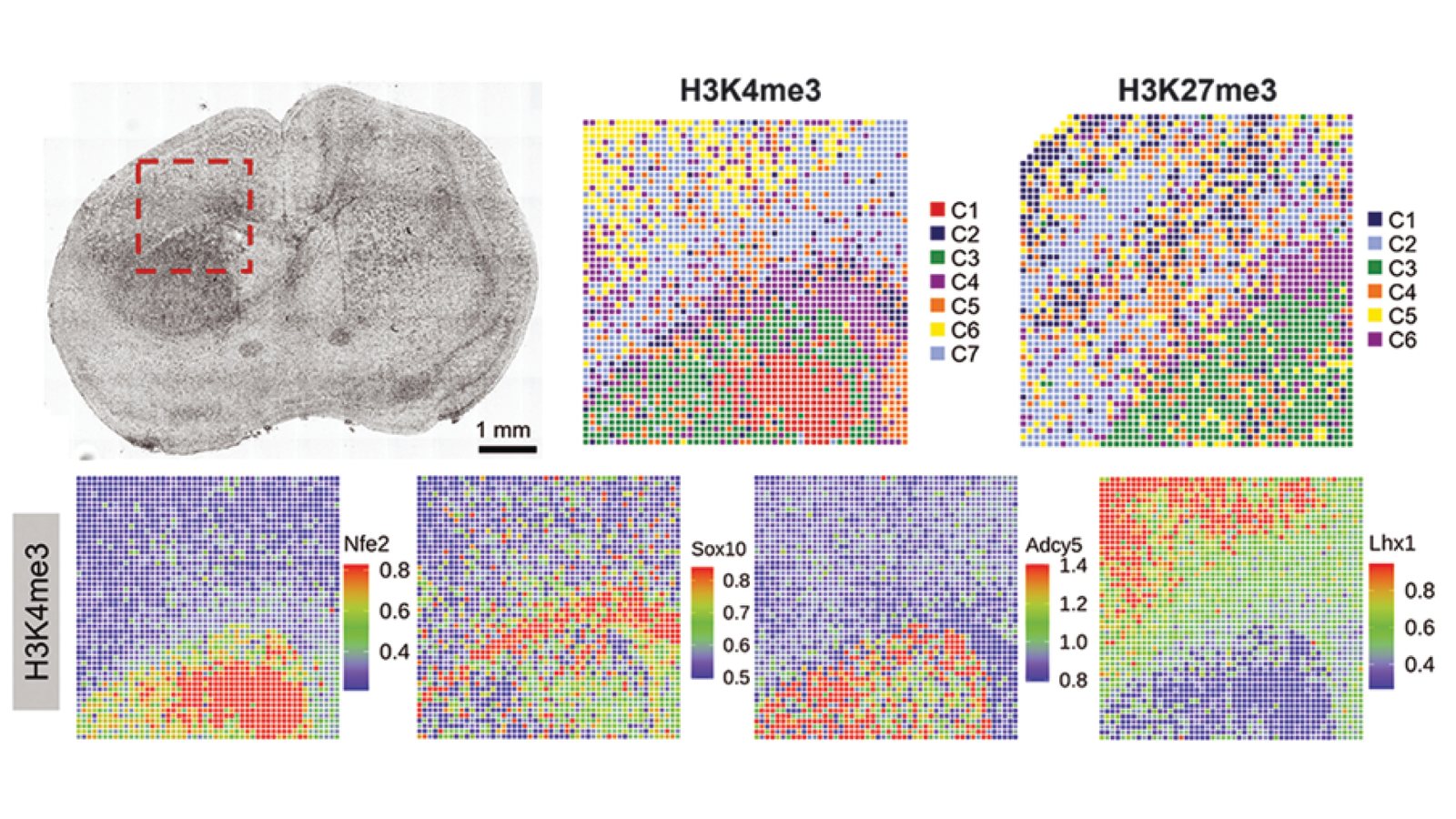 Spatial-CUT&Tag maps of a mouse brain section: the tissue beside clusters of the H3K4me3 and H3K27me3 histone marks, and H3K4me3 signal at Nfe2, Sox10, Adcy5 and Lhx1.