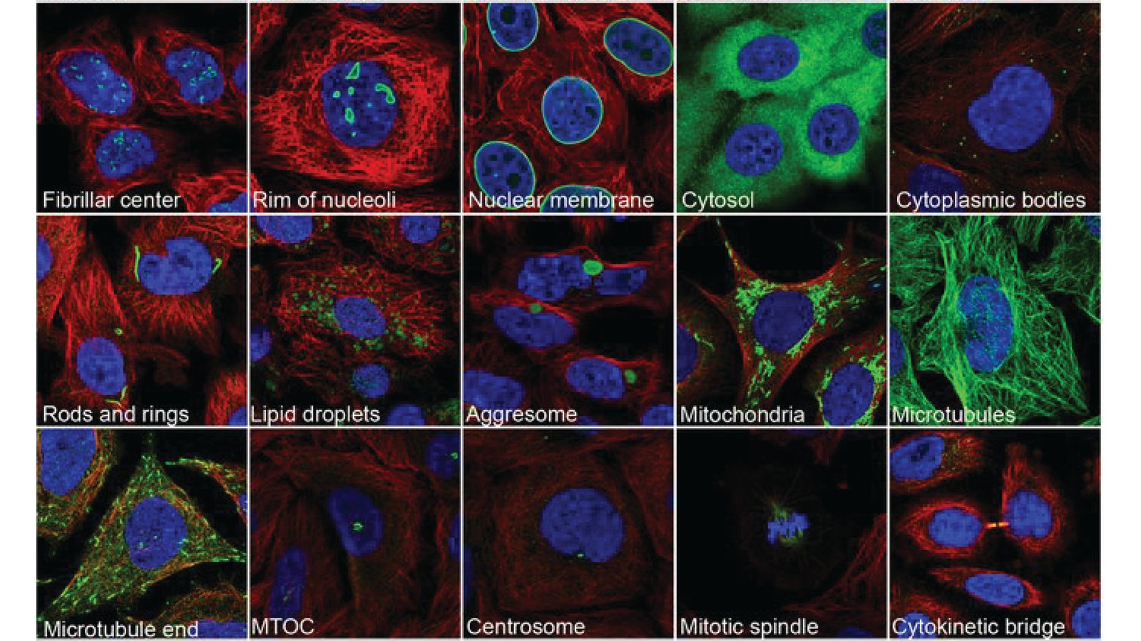 Fifteen immunofluorescence images of human cells, each showing a protein in green in a different subcellular structure, from the fibrillar centre and nuclear membrane to mitochondria, microtubules and the cytokinetic bridge.